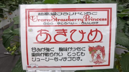 いちごファームHakusanのイチゴの種類-あきひめ